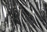 Polished Fossil Orthoceras (Cephalopod) Plate - Morocco #359585-1